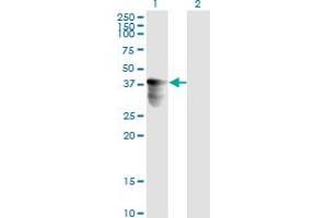 Western Blot analysis of C10orf4 expression in transfected 293T cell line by C10orf4 monoclonal antibody (M02), clone 2C4.
