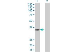 Western Blot analysis of TMEM115 expression in transfected 293T cell line by TMEM115 MaxPab polyclonal antibody.