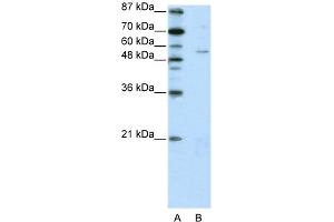 Image no. 1 for anti-Zinc Finger Protein 329 (ZNF329) (N-Term) antibody (ABIN2781216)
