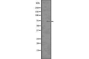 Image no. 1 for anti-Cell Division Cycle 7 (CDC7) (N-Term) antibody (ABIN6260691)