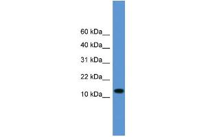 Image no. 1 for anti-Tachykinin, Precursor 1 (TAC1) (Middle Region) antibody (ABIN2788113)