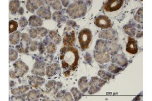 Image no. 2 for anti-Mevalonate Kinase (MVK) (AA 297-396) antibody (ABIN518109)