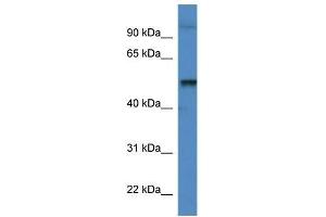 Image no. 1 for anti-Katanin P60 (ATPase Containing) Subunit A 1 (KATNA1) (C-Term) antibody (ABIN928619)