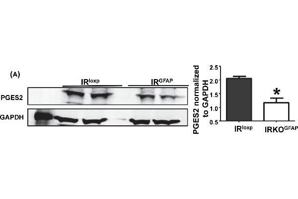anti-Prostaglandin E2 (PGE2) (AA 281-384) antibody