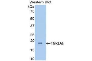Image no. 1 for anti-Interleukin 7 (IL7) (AA 26-154) antibody (ABIN1078237)