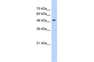 Image no. 1 for anti-3-Hydroxy-3-Methylglutaryl-CoA Synthase 2 (Mitochondrial) (HMGCS2) antibody (ABIN2462431)