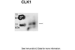 Image no. 2 for anti-CDC like Kinase 1 (CLK1) (N-Term) antibody (ABIN2784736)