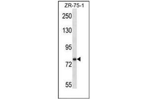 Image no. 2 for anti-Single-Minded Homolog 1 (SIM1) (AA 1-30), (N-Term) antibody (ABIN954809)