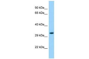 Image no. 1 for anti-Olfactory Receptor, Family 3, Subfamily A, Member 1 (OR3A1) (C-Term) antibody (ABIN2790833)