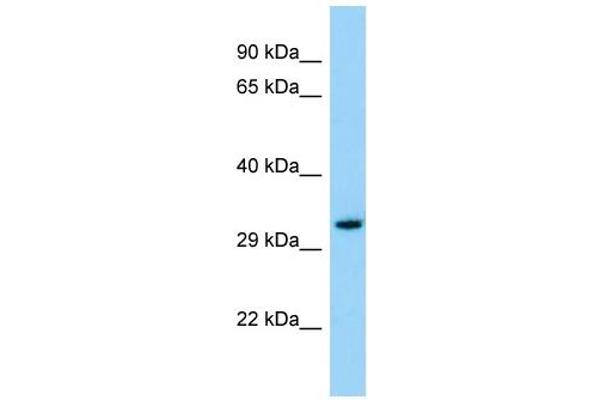OR3A1 antibody  (C-Term)