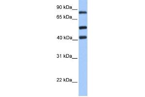 Image no. 1 for anti-Host Cell Factor C2 (HCFC2) (C-Term) antibody (ABIN2779747)