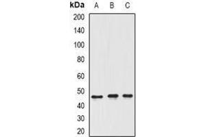 Image no. 1 for anti-Inhibitor of Growth Family, Member 3 (ING3) (full length) antibody (ABIN6043600)