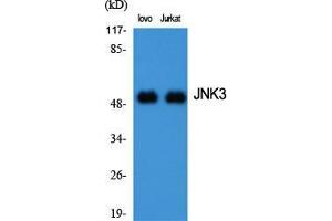 Image no. 2 for anti-Mitogen-Activated Protein Kinase 10 (MAPK10) (C-Term) antibody (ABIN3185272)