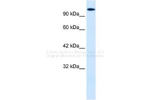 Image no. 9 for anti-Homeodomain Interacting Protein Kinase 2 (HIPK2) (Middle Region) antibody (ABIN2779735)