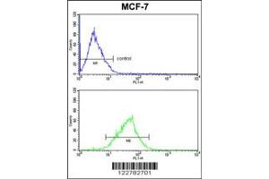 Image no. 2 for anti-MyoD Family Inhibitor Domain Containing (MDFIC) antibody (ABIN2445556)