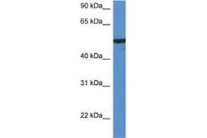 Image no. 1 for anti-Flavin Containing Monooxygenase 2 (Non-Functional) (FMO2) (AA 102-151) antibody (ABIN6746963)