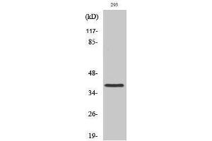 Image no. 1 for anti-Moloney Sarcoma Oncogene (MOS) (Internal Region) antibody (ABIN3185619)