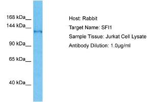 SFI1 抗体  (C-Term)