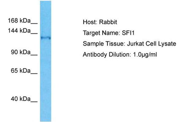 anti-Sfi1 Homolog, Spindle Assembly Associated (SFI1) (C-Term) antibody