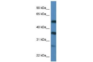 Image no. 2 for anti-SERPINE1 mRNA Binding Protein 1 (SERBP1) (C-Term) antibody (ABIN2778738)