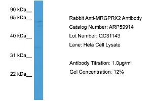 Image no. 1 for anti-G Protein-Coupled Receptor MRGX2 (MRGPRX2) (Middle Region) antibody (ABIN2788260)