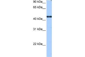 Image no. 1 for anti-RNA Binding Motif Protein 42 (RBM42) (C-Term) antibody (ABIN2776571)