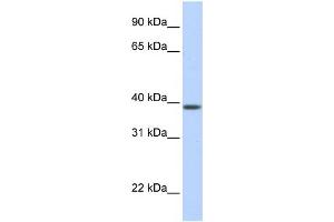 Image no. 1 for anti-Solute Carrier Family 25, Member 42 (SLC25A42) (N-Term) antibody (ABIN2781740)