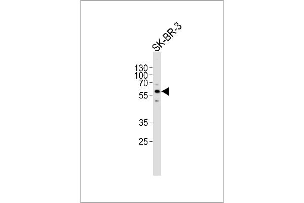 CYP3A5 antibody  (C-Term)