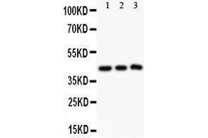 Image no. 2 for anti-Sirtuin 2 (SIRT2) (AA 165-187), (Middle Region) antibody (ABIN3043924)