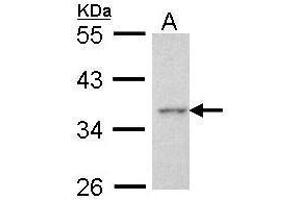 Image no. 3 for anti-Apoptosis Enhancing Nuclease (AEN) (C-Term) antibody (ABIN2856844)