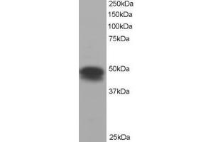Image no. 4 for anti-Flotillin 1 (FLOT1) (C-Term) antibody (ABIN184756)