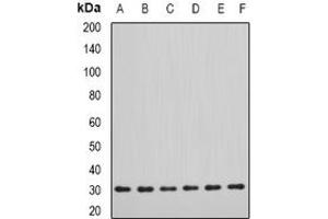 Image no. 2 for anti-Dimethylarginine Dimethylaminohydrolase 2 (DDAH2) (full length) antibody (ABIN6005384)