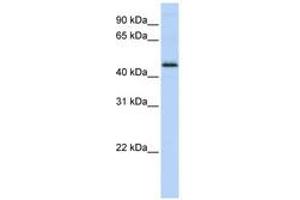 Image no. 1 for anti-DEK Oncogene (DEK) (C-Term) antibody (ABIN6741502)