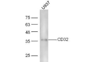 Image no. 1 for anti-Fc gamma RII (CD32) (AA 201-300) antibody (ABIN742260)