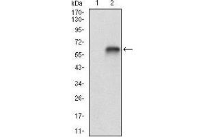 Image no. 2 for anti-Vitronectin (VTN) (AA 20-199) antibody (ABIN5542595)