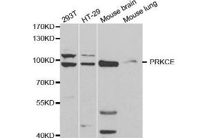 Image no. 2 for anti-Protein Kinase C, epsilon (PRKCE) antibody (ABIN3022942)