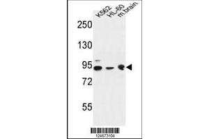 anti-DnaJ (Hsp40) Homolog, Subfamily C, Member 6 (DNAJC6) (AA 254-281) antibody
