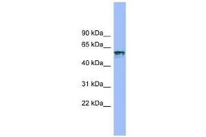 Image no. 1 for anti-Interleukin 18 Receptor 1 (IL18R1) (N-Term) antibody (ABIN635200)