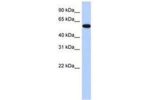 Image no. 1 for anti-Zinc Finger Protein 554 (ZNF554) (AA 35-84) antibody (ABIN6742918)