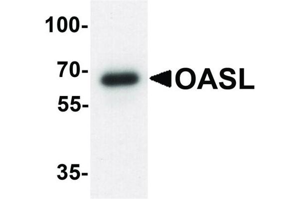 OASL antibody  (N-Term)