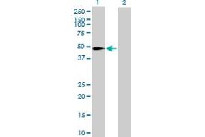 Western Blot analysis of SLC37A3 expression in transfected 293T cell line by SLC37A3 MaxPab polyclonal antibody.