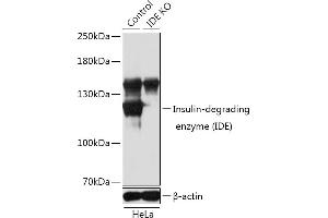 IDE antibody  (AA 1-250)