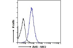 Image no. 1 for anti-Nuclear Factor (erythroid-Derived 2)-Like 2 (NFE2L2) (AA 445-458) antibody (ABIN768601)