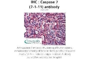 Image no. 3 for anti-Caspase 7, Apoptosis-Related Cysteine Peptidase (CASP7) (full length) antibody (ABIN1723260)