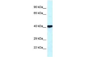 Image no. 1 for anti-Protein Kinase, CAMP Dependent, Catalytic, beta (PRKACB) (Middle Region) antibody (ABIN631277)