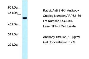 Image no. 1 for anti-Sorting Nexin 4 (SNX4) (C-Term) antibody (ABIN2789032)
