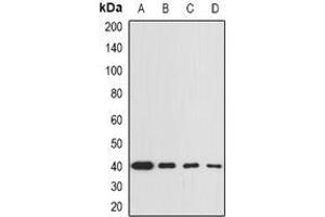 Image no. 2 for anti-Guanine Nucleotide Binding Protein (G Protein), alpha 13 (GNA13) (full length) antibody (ABIN6043482)