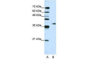 Image no. 2 for anti-Adenosine Deaminase, tRNA-Specific 1 (ADAT1) (C-Term) antibody (ABIN629916)