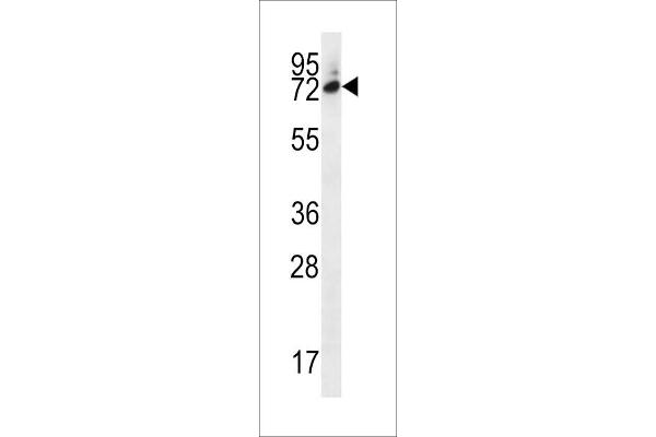 Six5 anticorps  (AA 257-286)