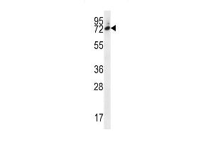 Six5 anticorps  (AA 257-286)